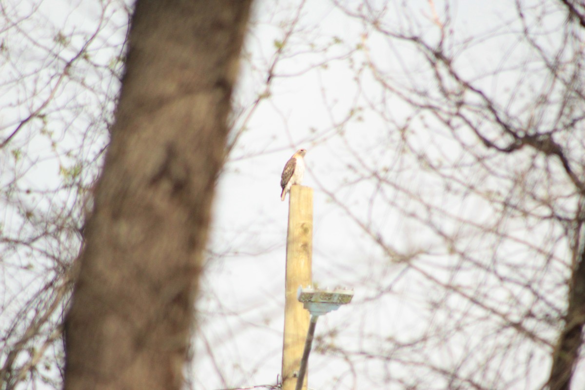 Red-tailed Hawk - ML152292641