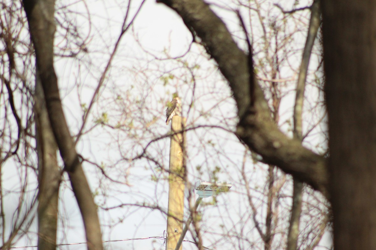 Red-tailed Hawk - ML152292671