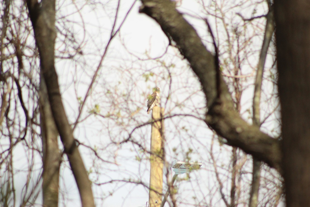 Red-tailed Hawk - ML152292681