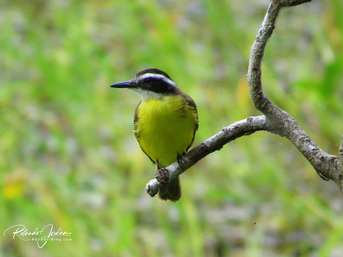 Lesser Kiskadee - Rolando Jordan