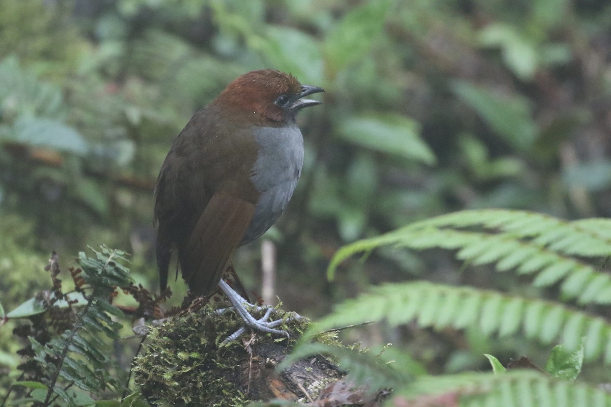 Chestnut-naped Antpitta - Ryan Zucker