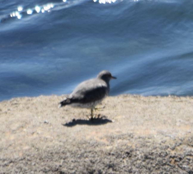 Surfbird - ML152293351