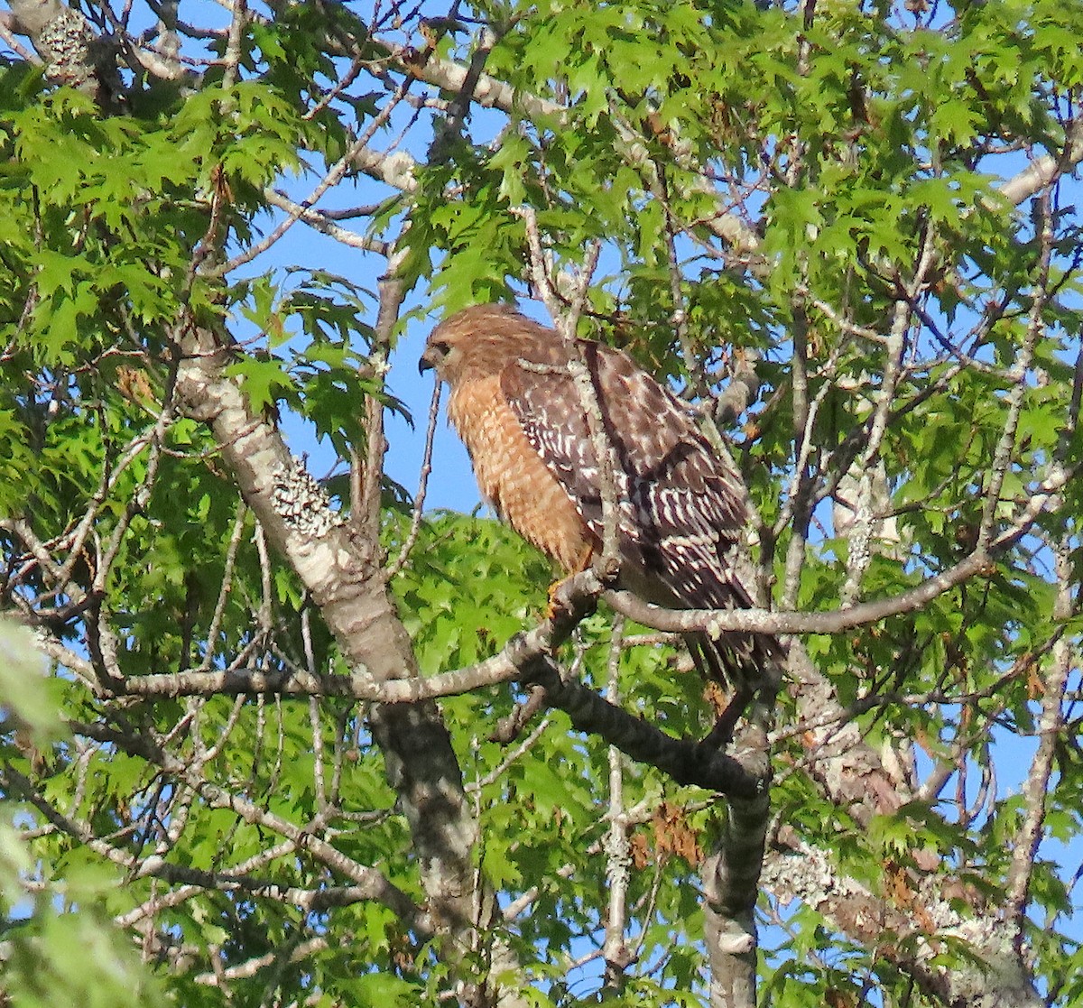 Red-shouldered Hawk - Lori White