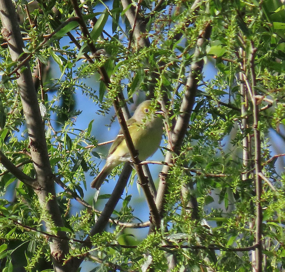 White-eyed Vireo - ML152293671