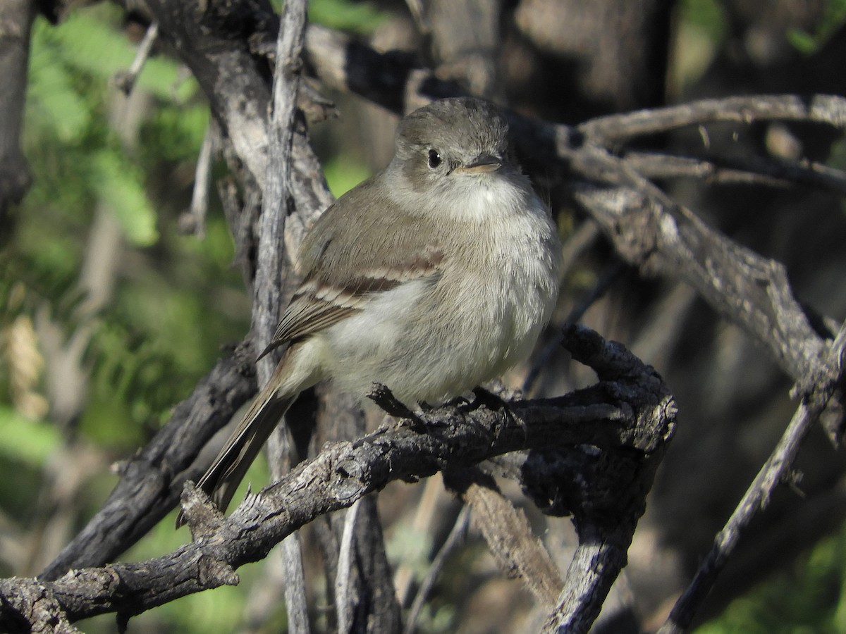 Gray Flycatcher - Paul Suchanek