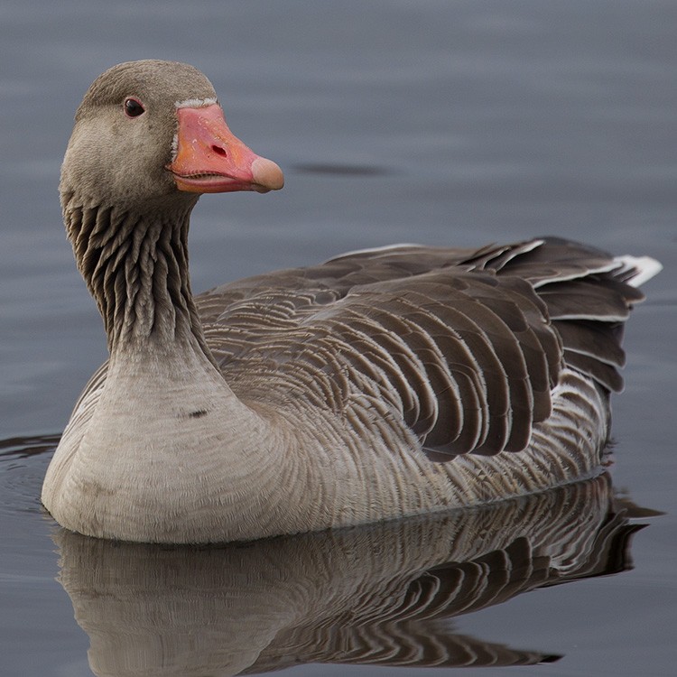 Graylag Goose - ML152293871