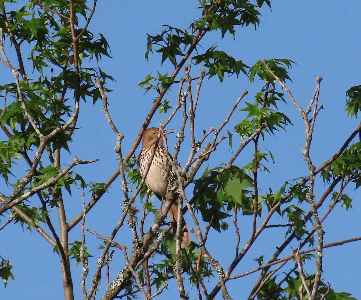 Brown Thrasher - ML152293881