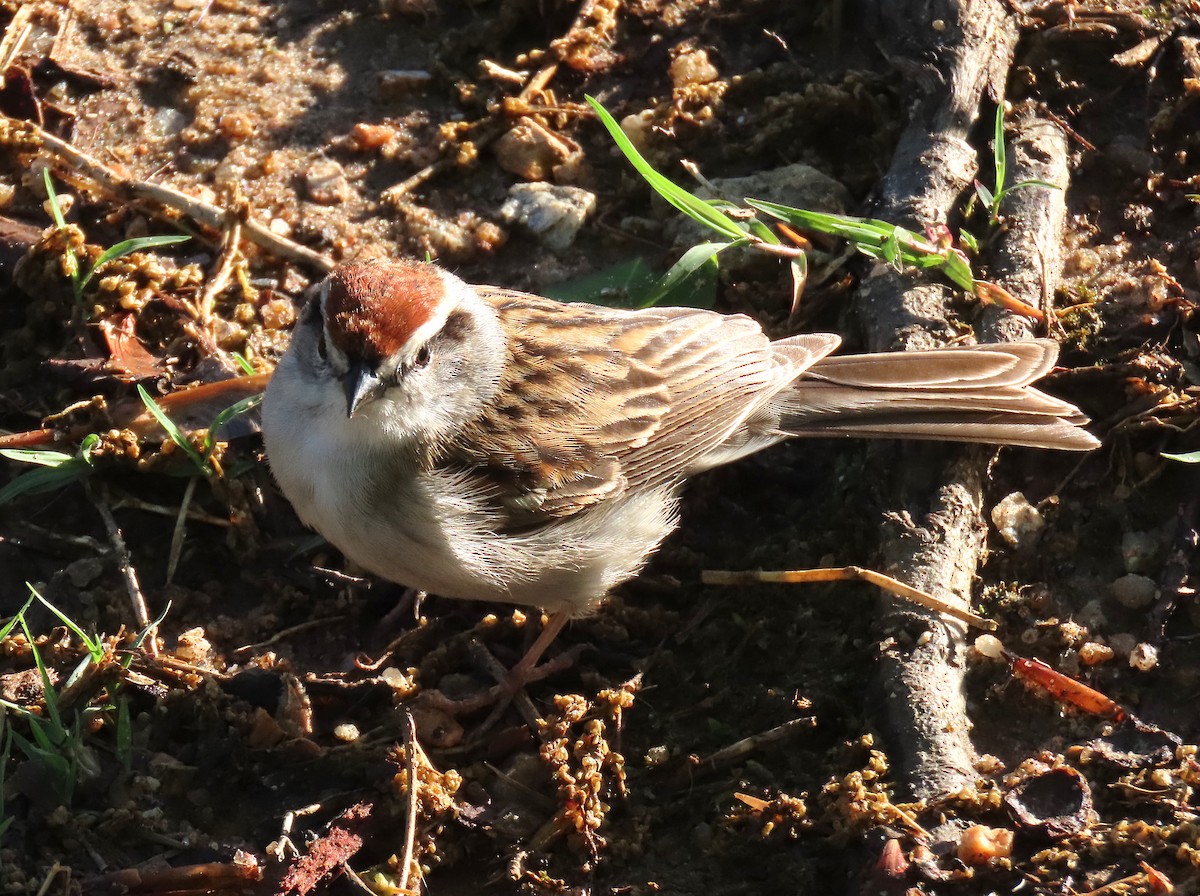 Chipping Sparrow - ML152293981