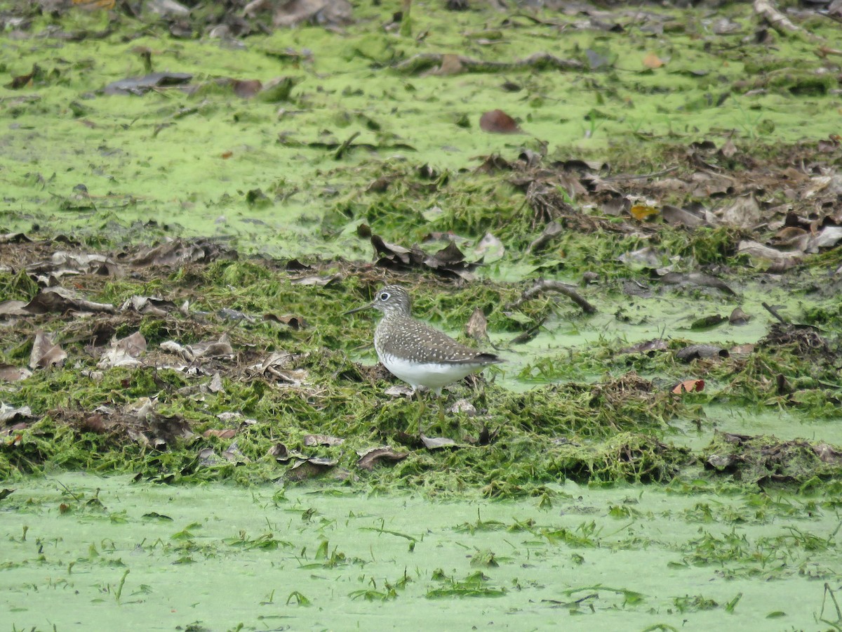 Solitary Sandpiper - ML152294141