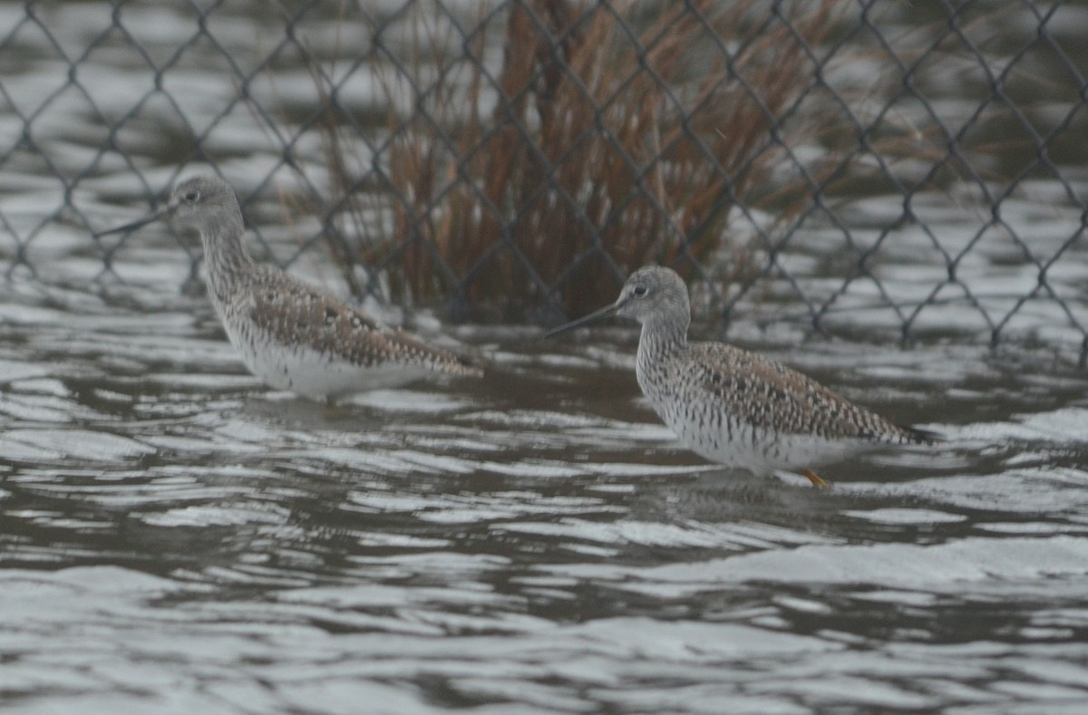 Greater Yellowlegs - ML152294391