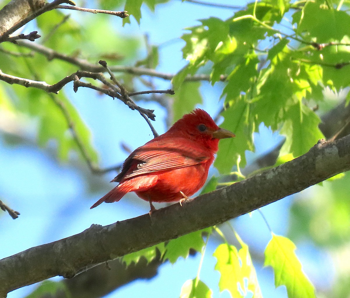 Summer Tanager - ML152294411