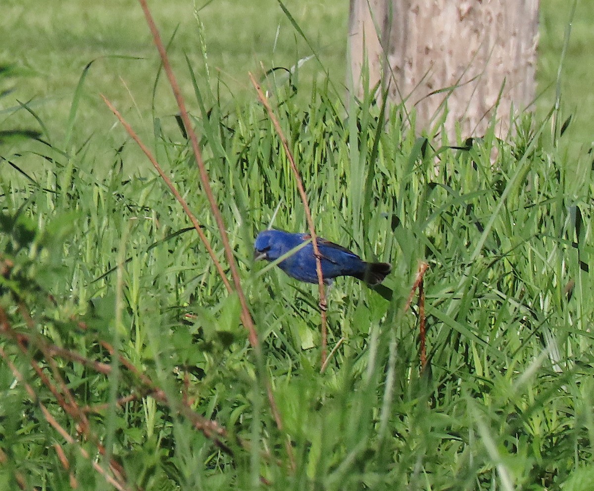 Blue Grosbeak - ML152294481