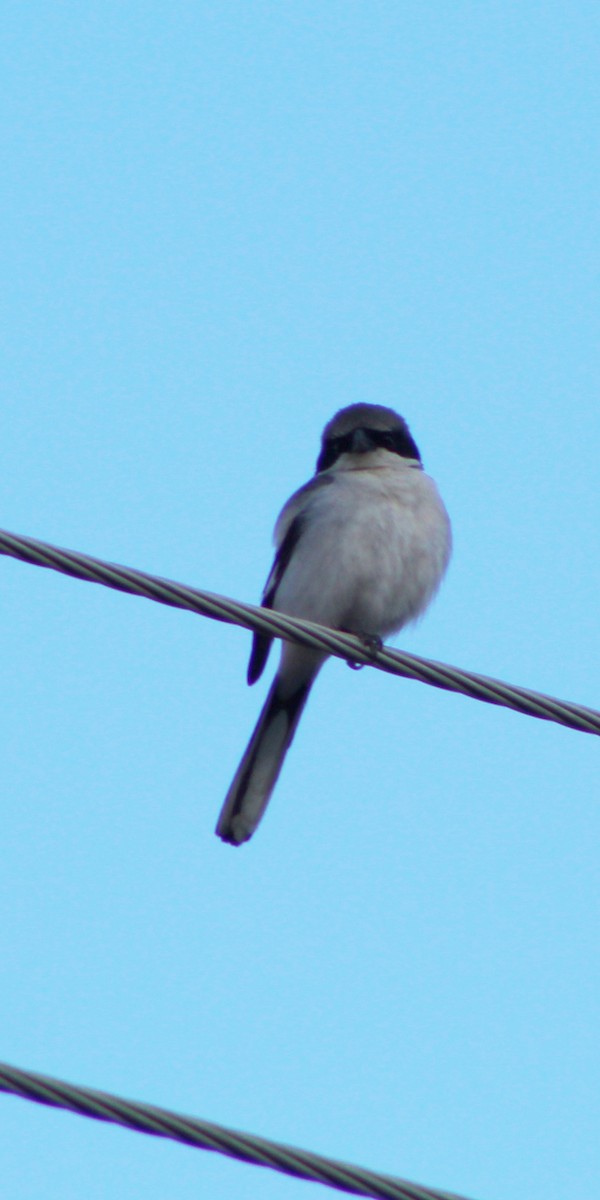 Loggerhead Shrike - ML152294671