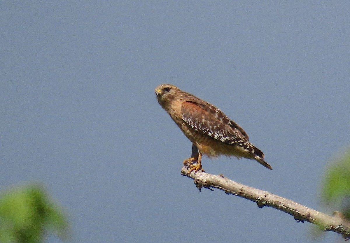 Red-shouldered Hawk - Lori White