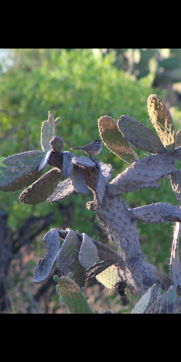 Troglodyte des cactus - ML152295171