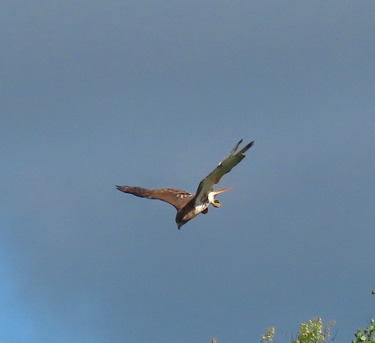 Red-tailed Hawk - ML152295241