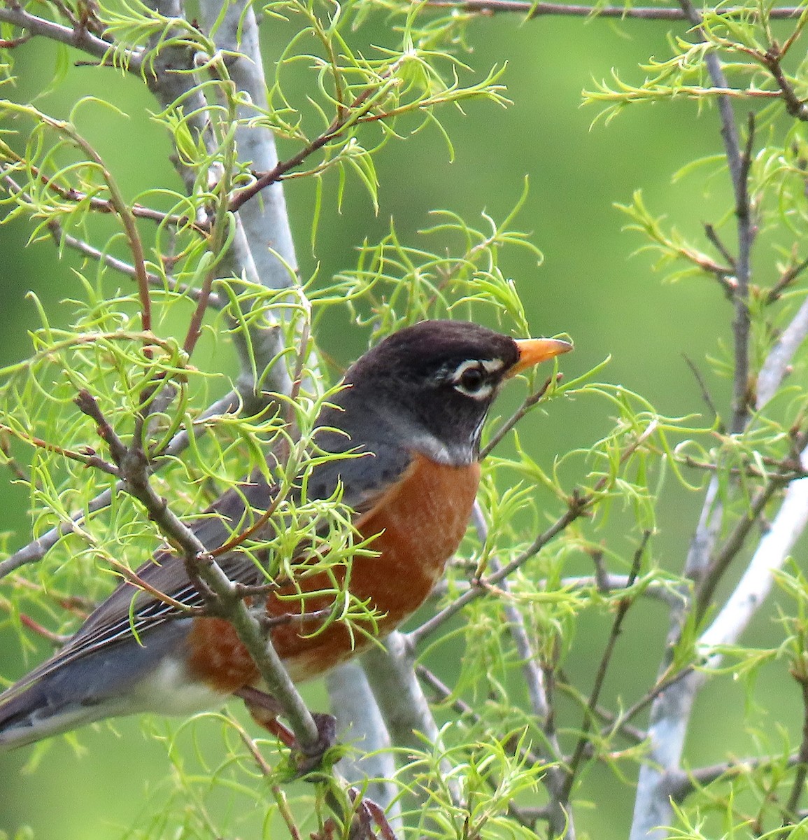 American Robin - ML152295321