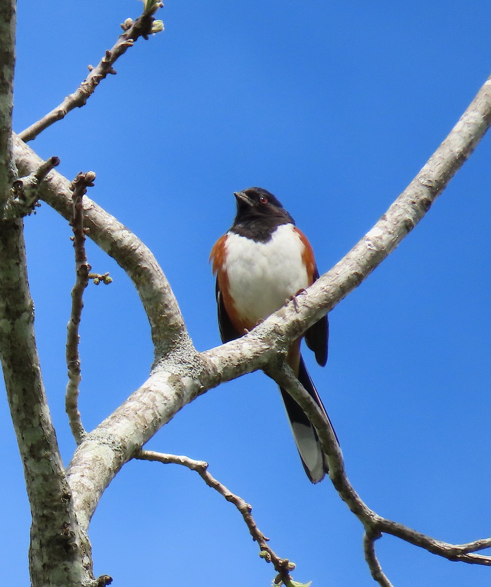 Eastern Towhee - ML152295471