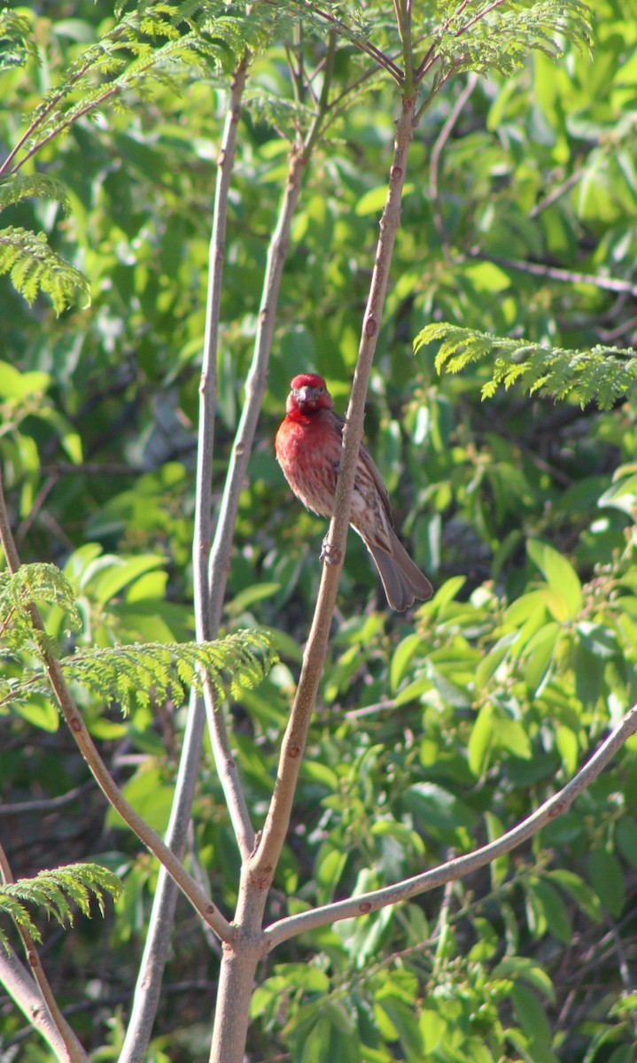 House Finch - ML152295671