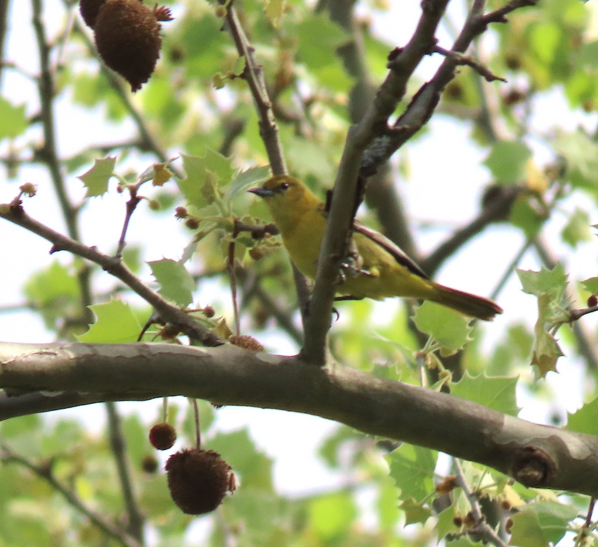 Orchard Oriole - ML152295811