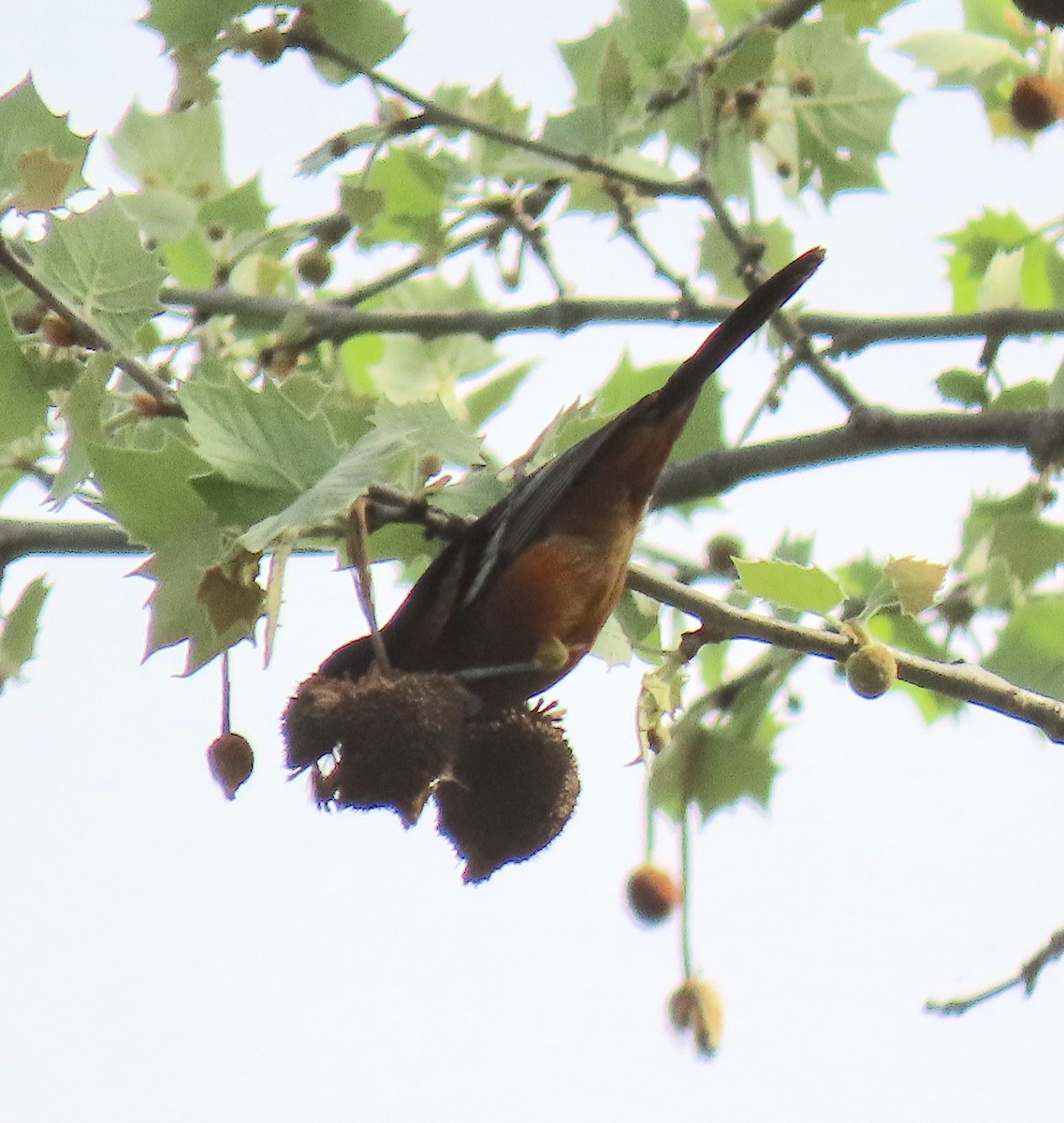 Orchard Oriole - Lori White