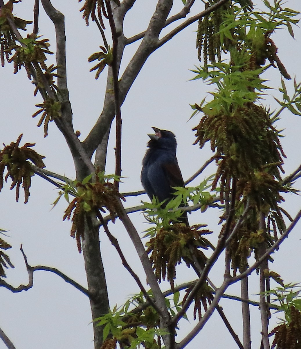 Blue Grosbeak - ML152296211