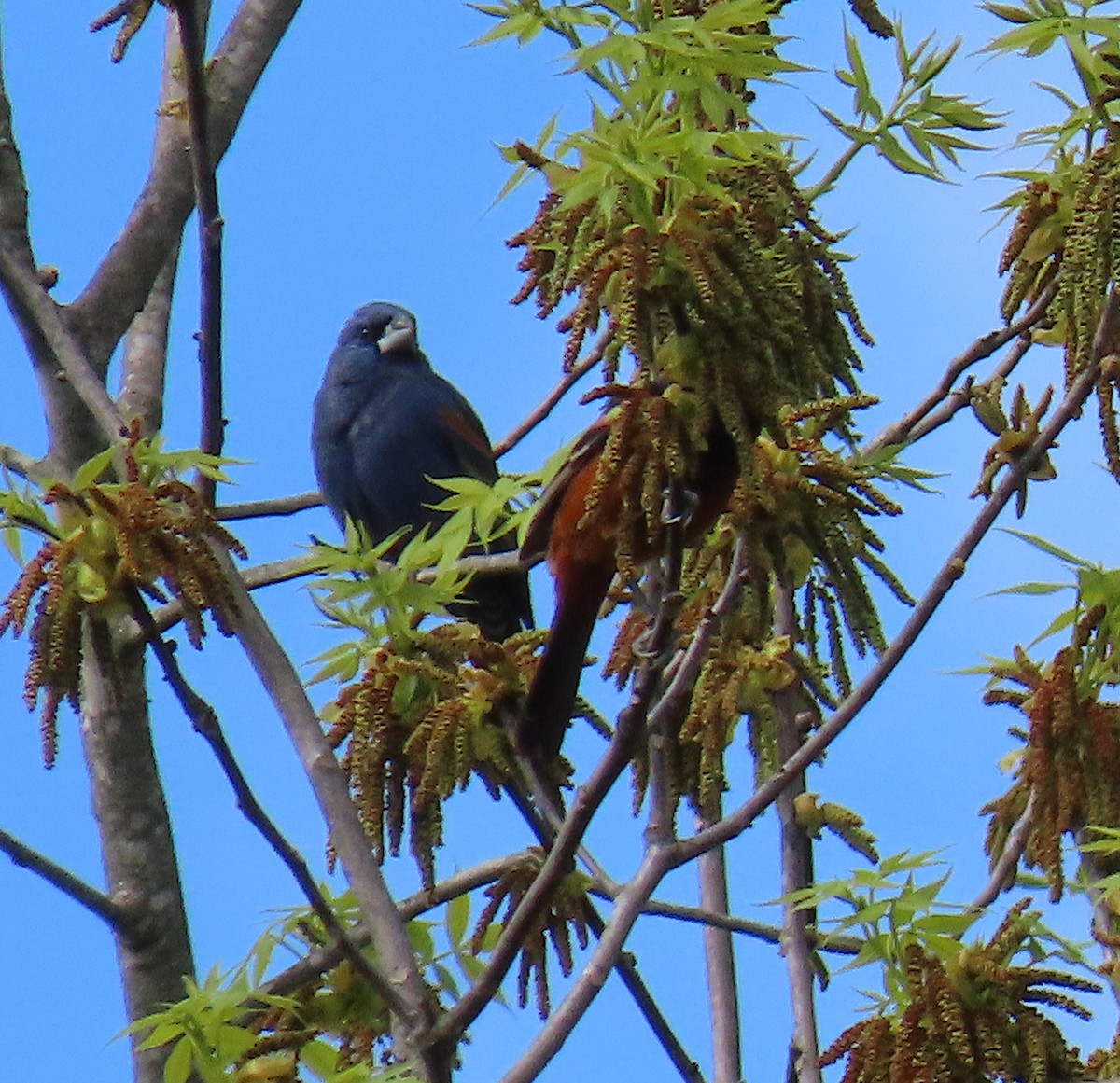 Blue Grosbeak - ML152296251