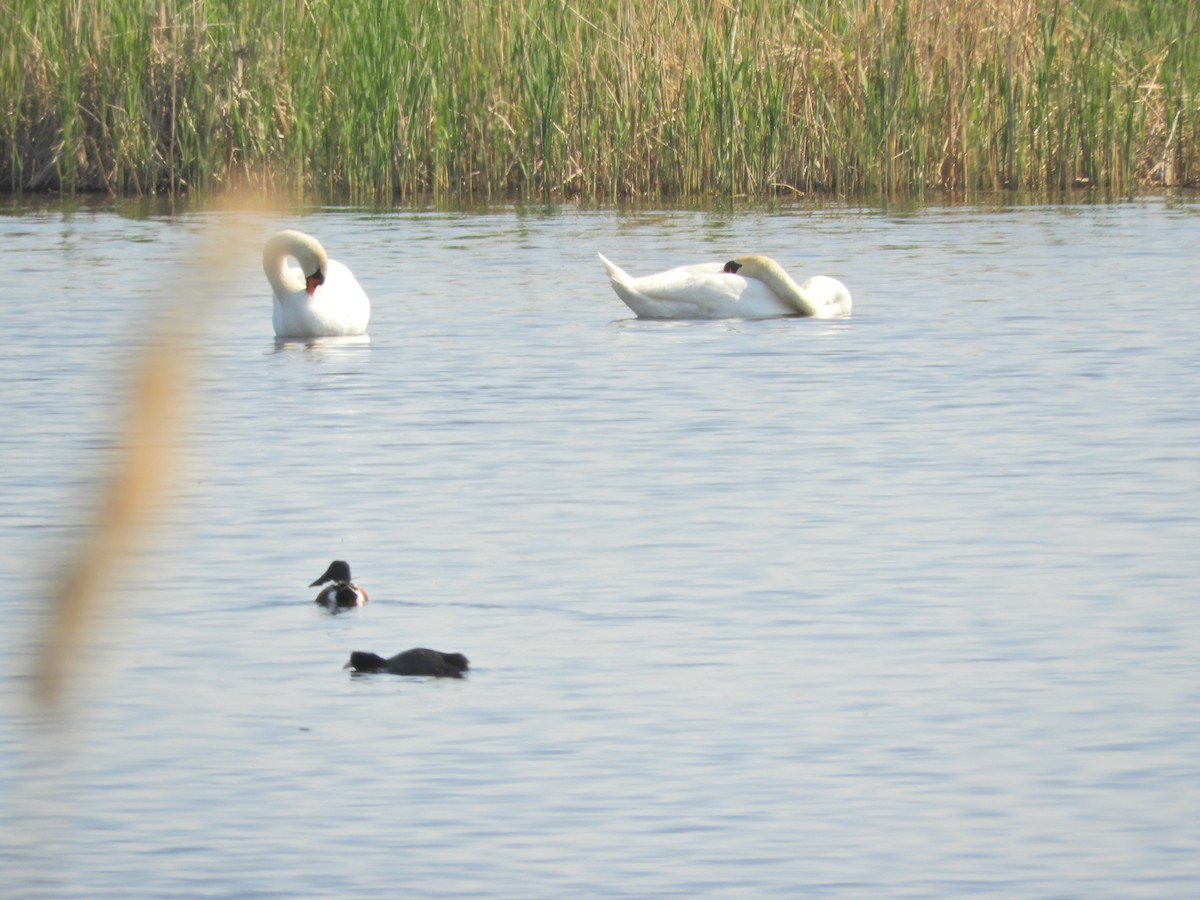 Mute Swan - ML152296361