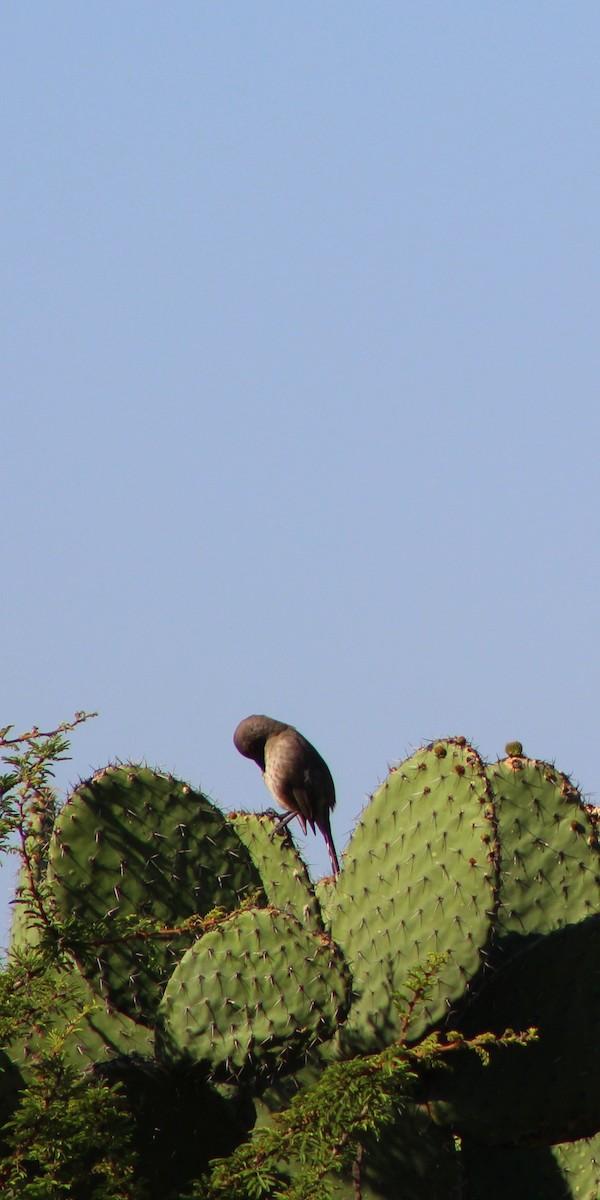 Curve-billed Thrasher - Alvaro Rojas 𝙌𝙧𝙤. 𝘽𝙞𝙧𝙙𝙞𝙣𝙜 𝙏𝙤𝙪𝙧𝙨