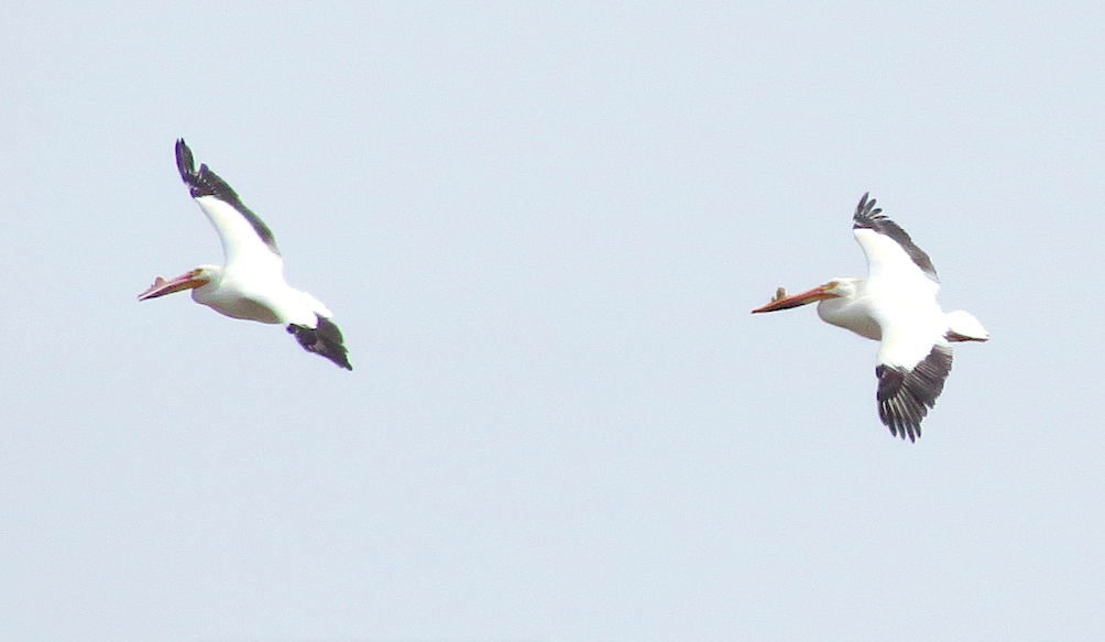 American White Pelican - ML152297011