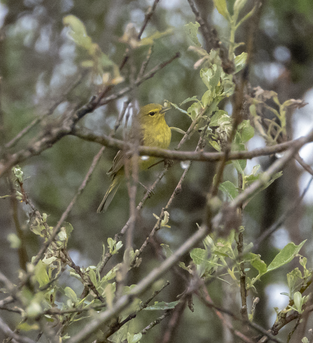 Orange-crowned Warbler - ML152298711