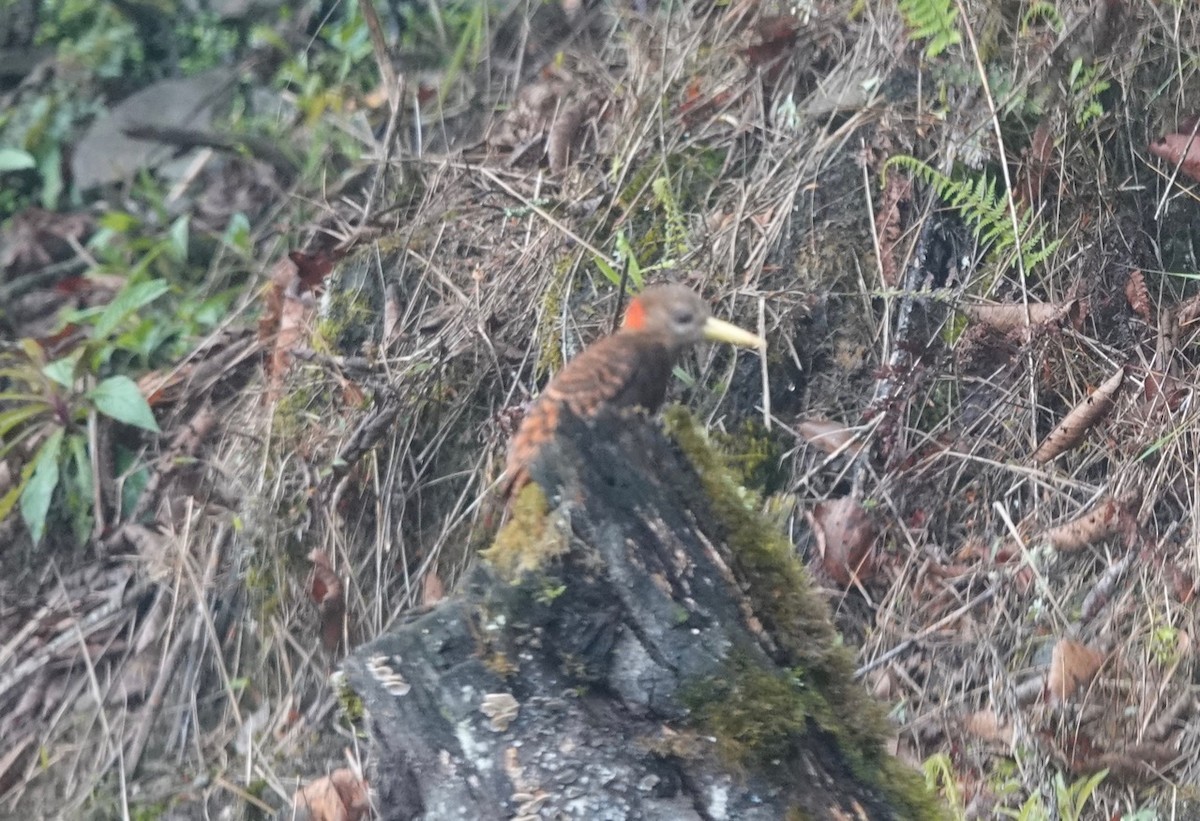 Bay Woodpecker - ML152298981