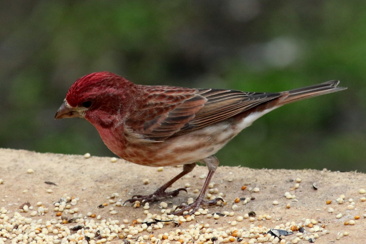 Purple Finch - ML152299381