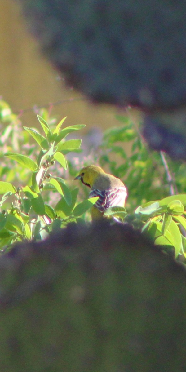 Oriole masqué - ML152299731