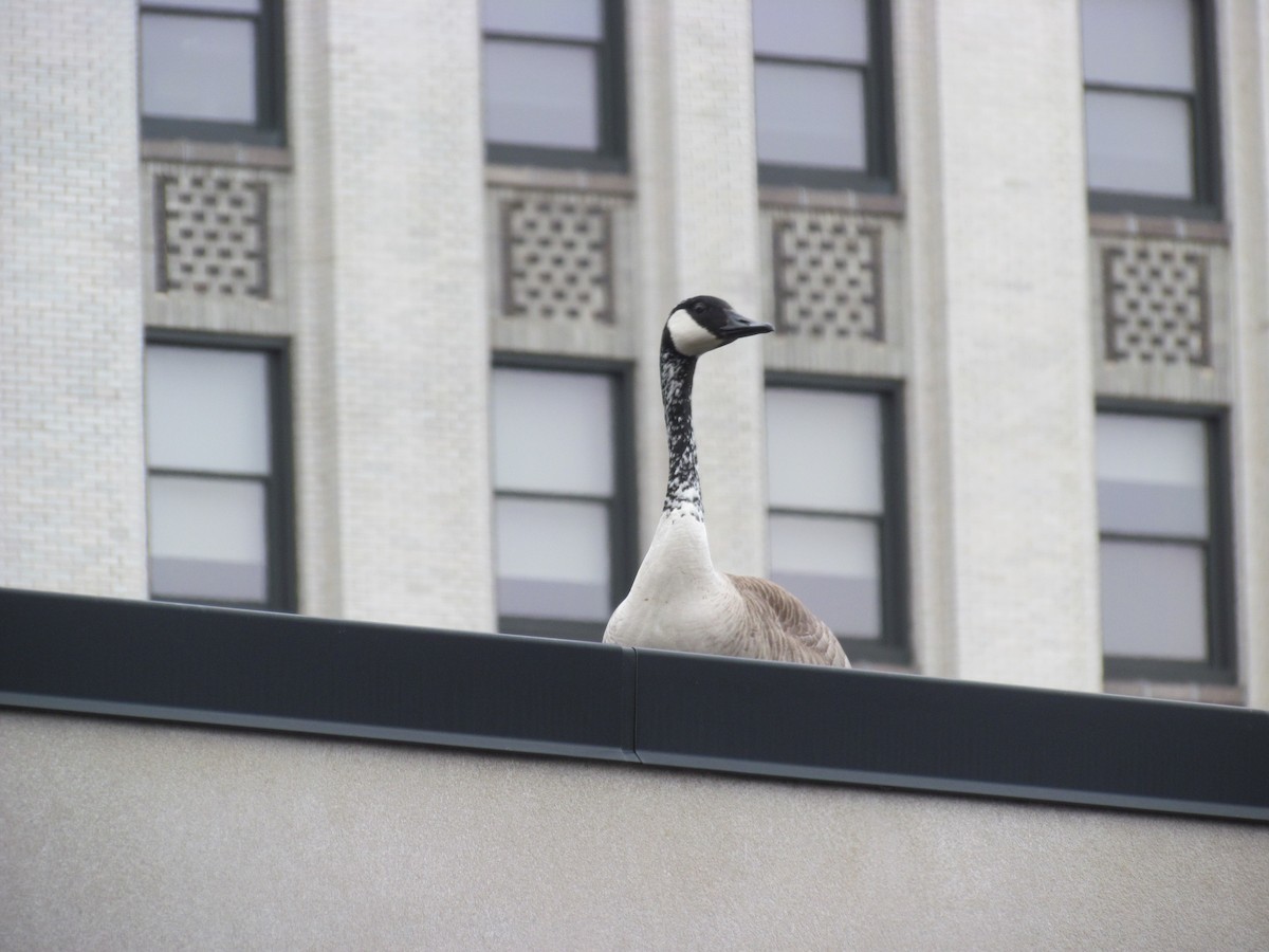 Canada Goose - ML152300391