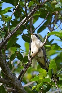Mangrove Cuckoo - ML152302421