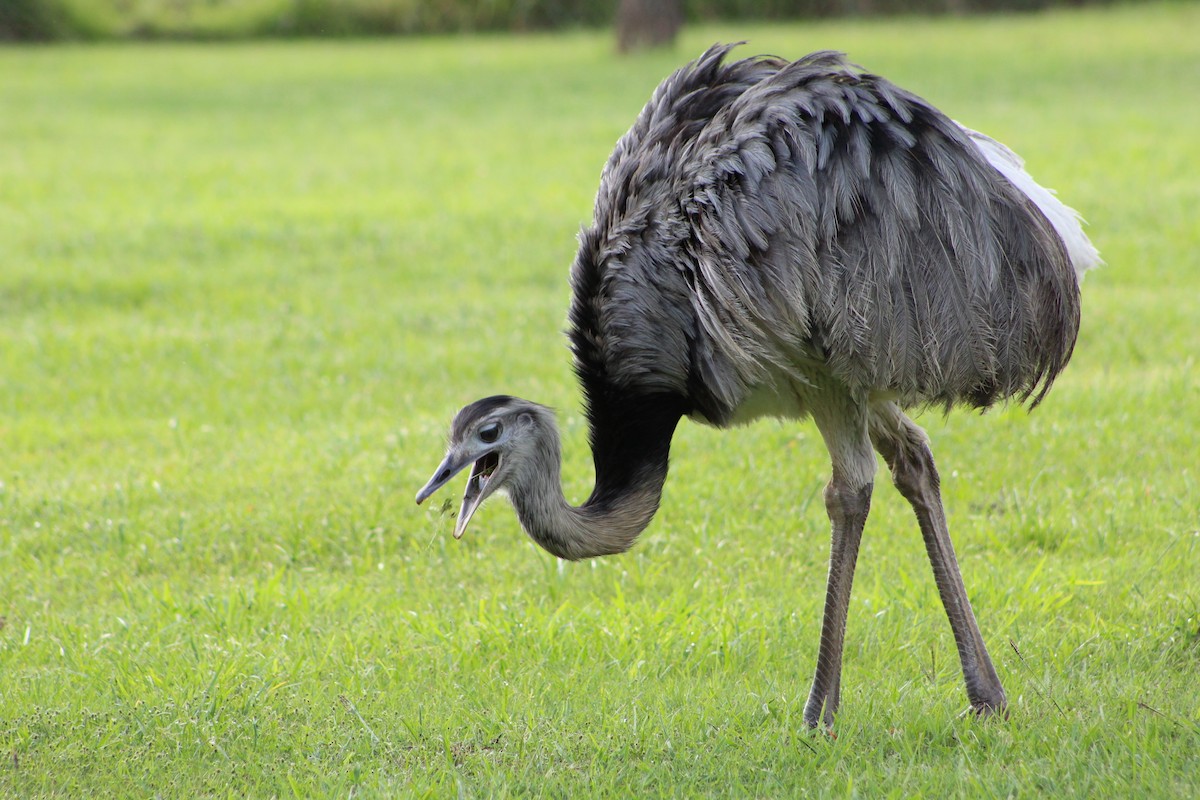 Greater Rhea - ML152302631