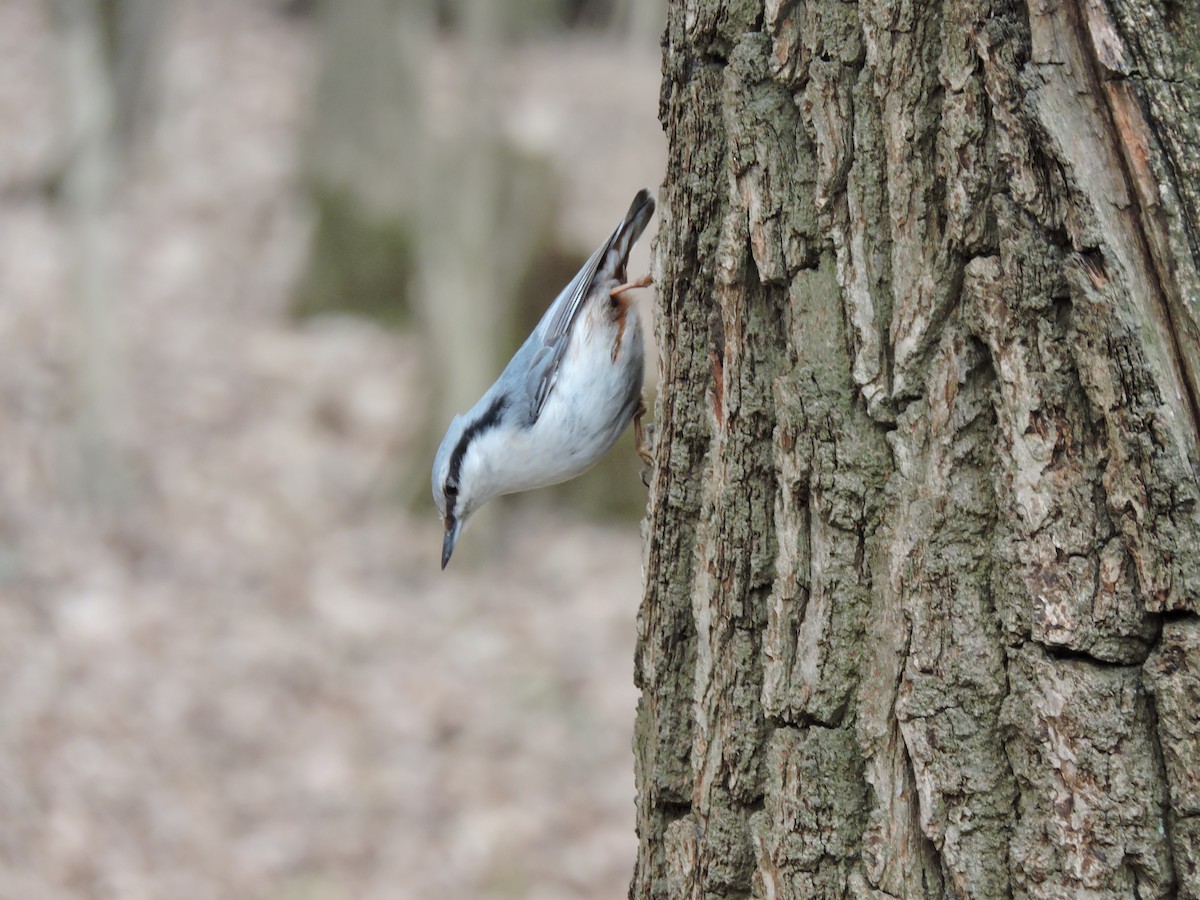 Eurasian Nuthatch - ML152302701