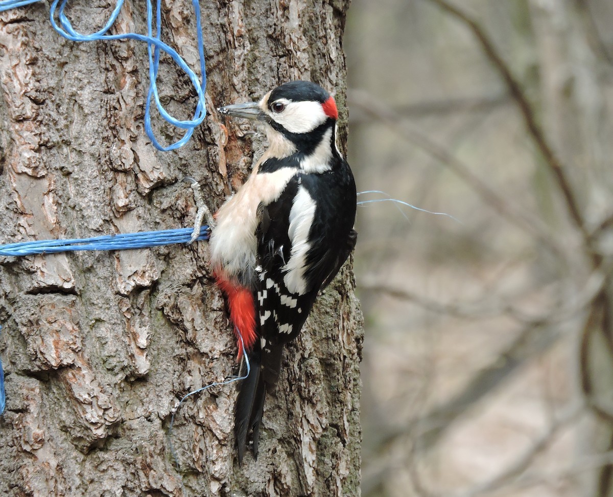 Great Spotted Woodpecker - ML152303011
