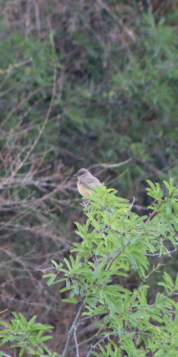 Say's Phoebe - ML152303341