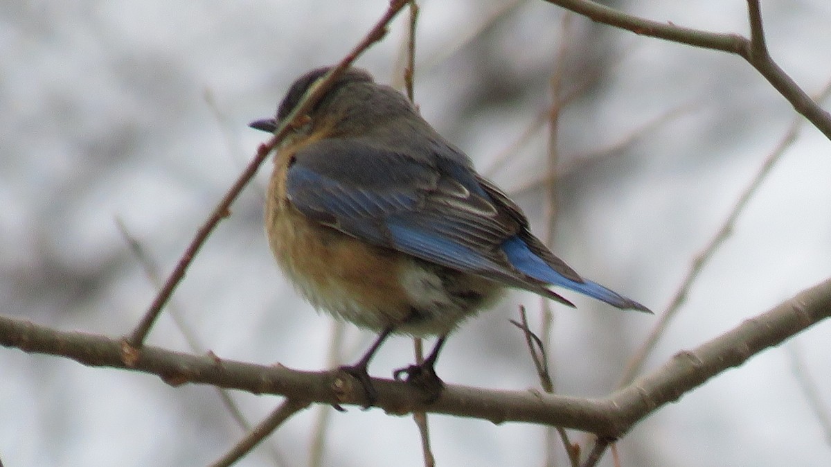 Eastern Bluebird - Elizabeth Vacchino