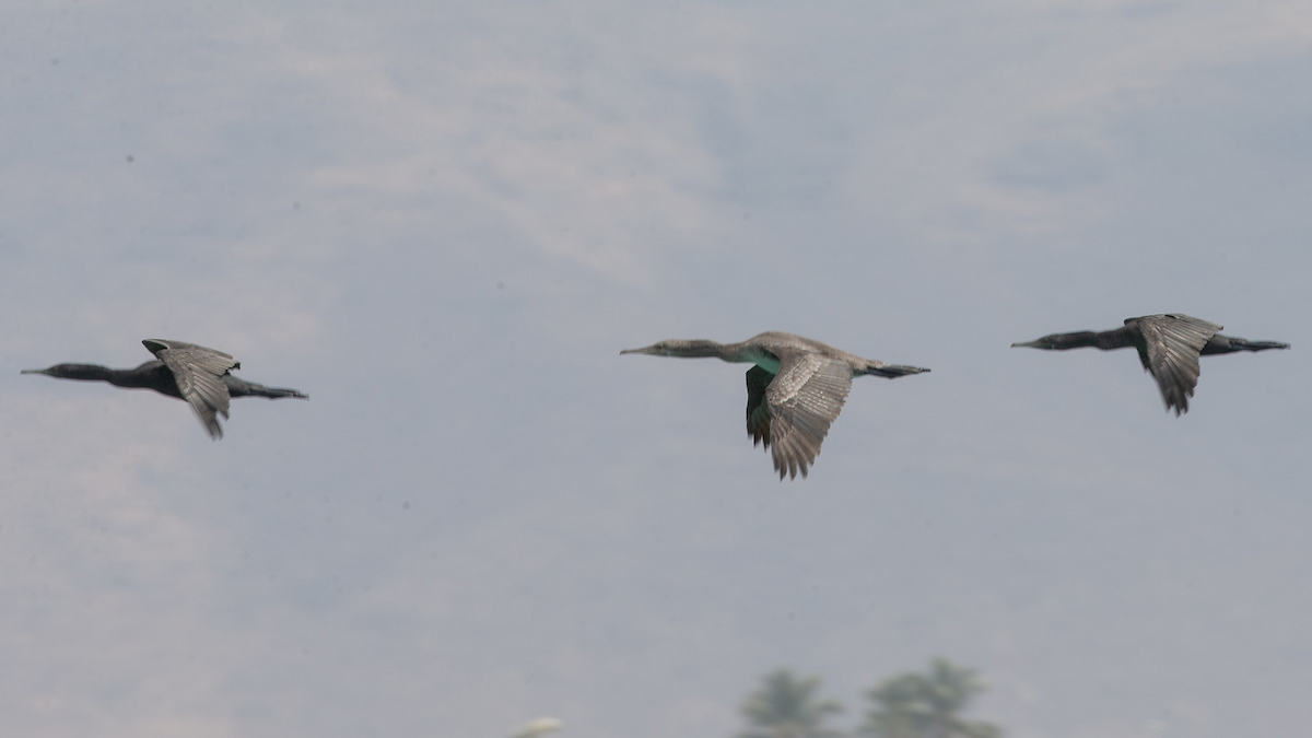 Socotra Cormorant - Robert Tizard