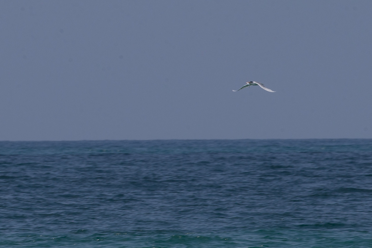 Lesser Crested Tern - ML152304701