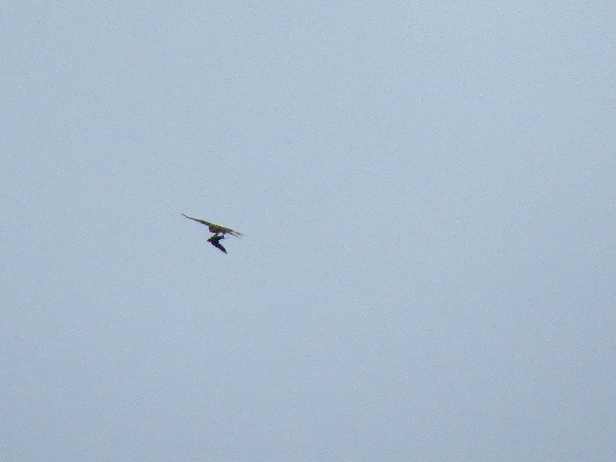 Barn Swallow - ML152304941