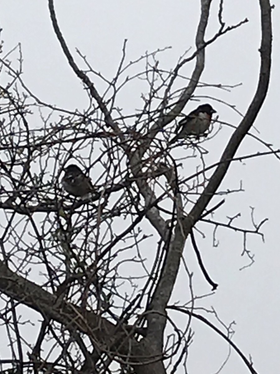 Rose-breasted Grosbeak - ML152305191