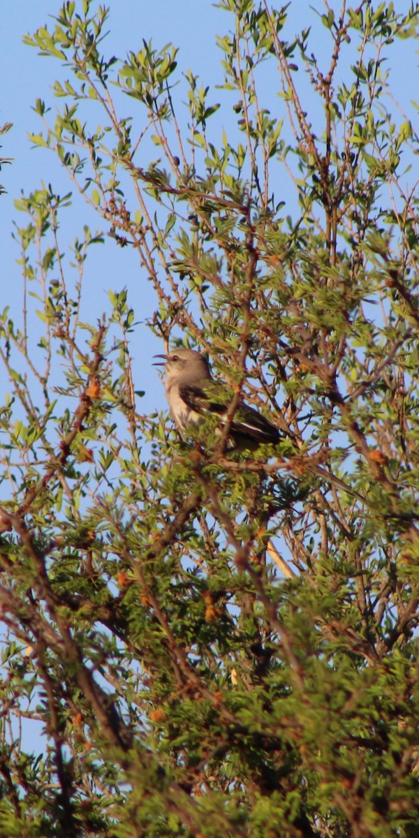 Northern Mockingbird - ML152305761