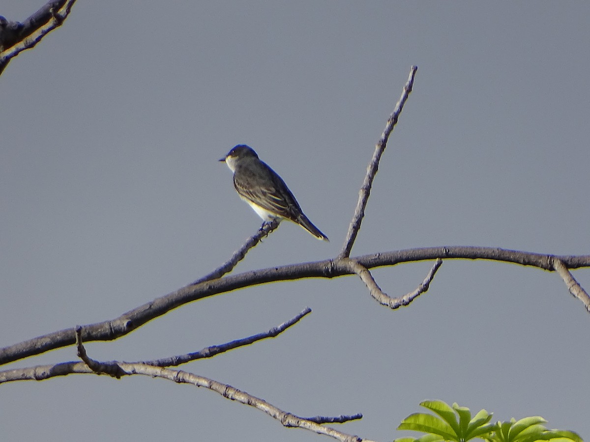 Schieferrücken-Königstyrann - ML152305811