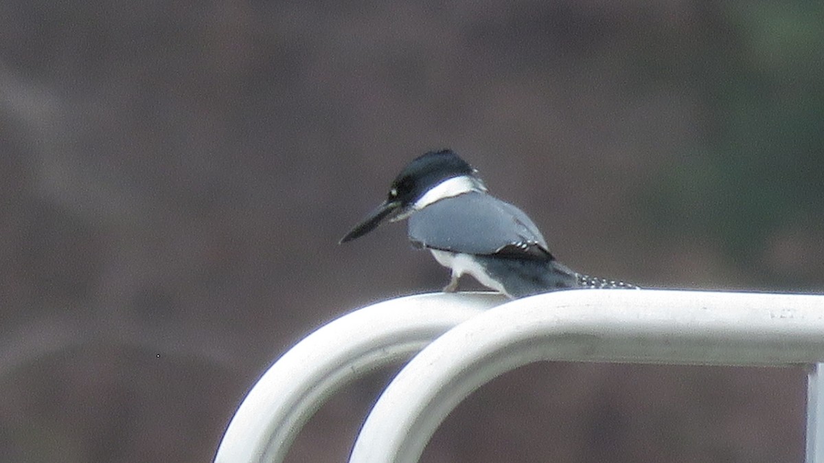Belted Kingfisher - ML152306151