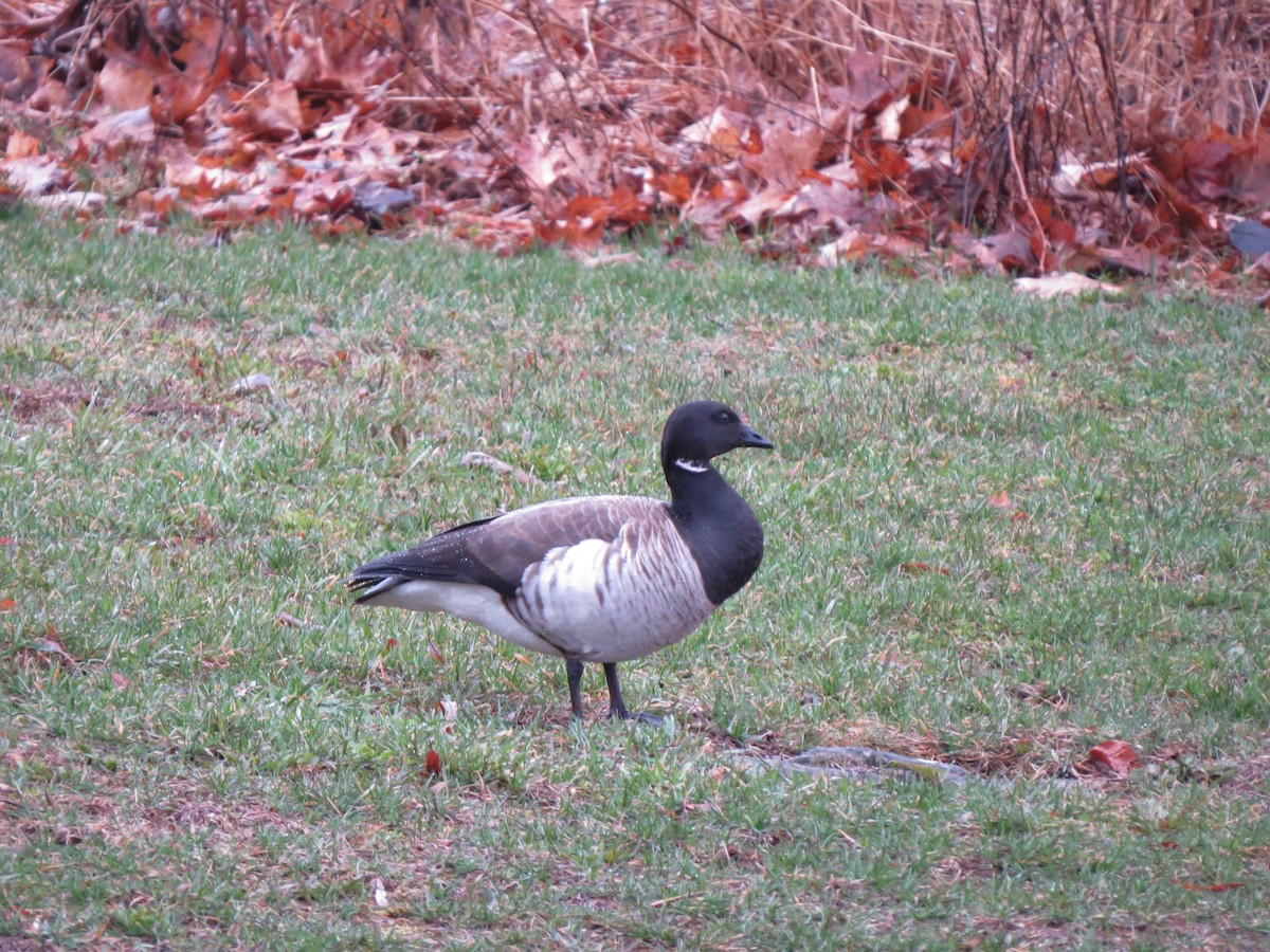 Brant - ML152306701