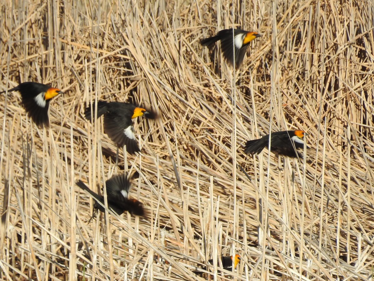 Yellow-headed Blackbird - ML152306881